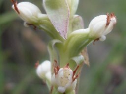 Satyrium ligulatum brown corolla tips